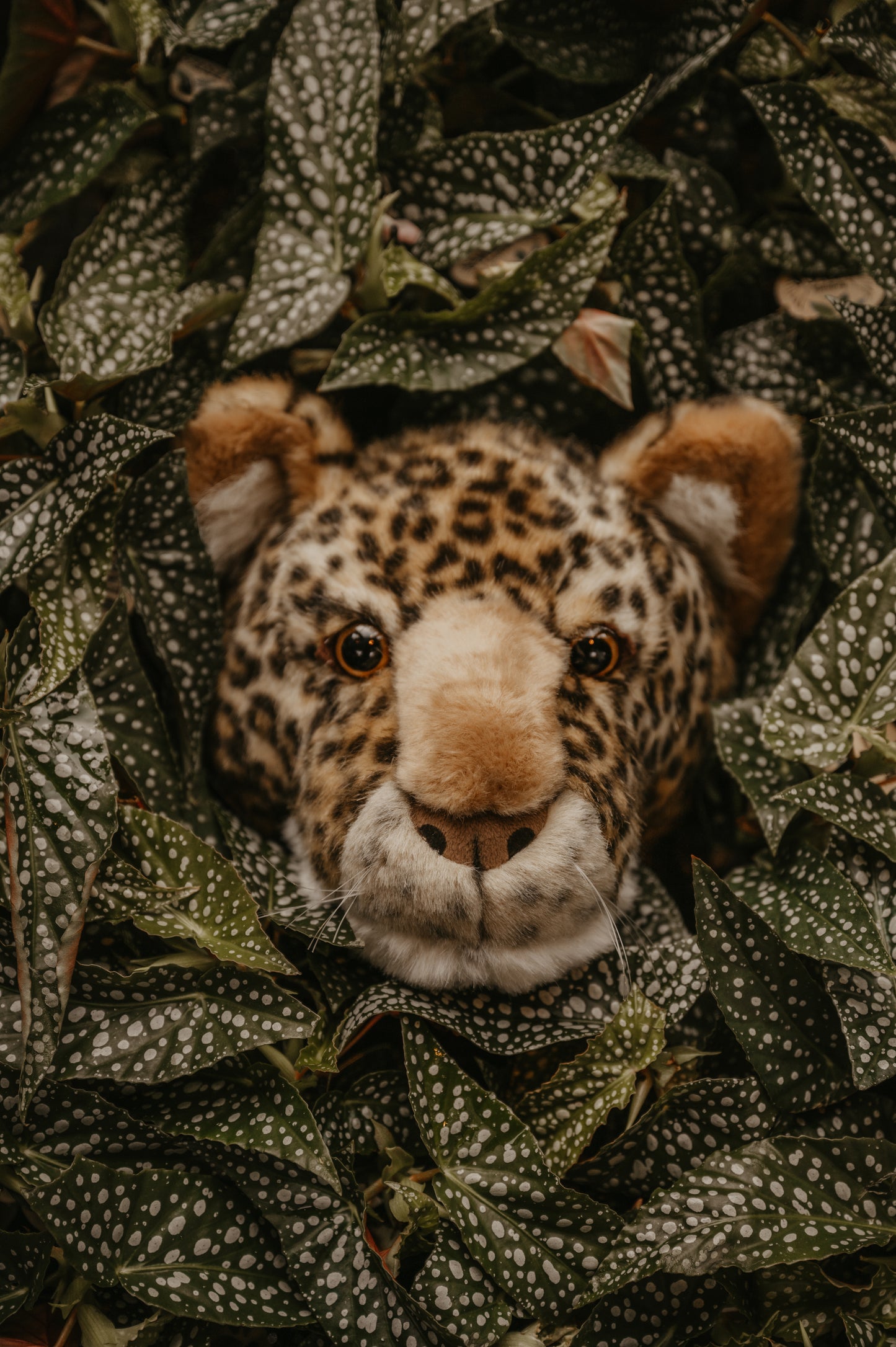 Cabeza de Leopardo Charlie mediana - Wild & Soft